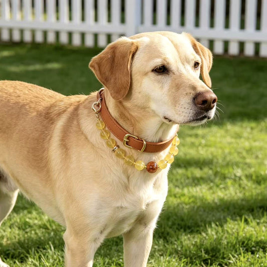 Citrine Prosperity Pet Collar - main product image
